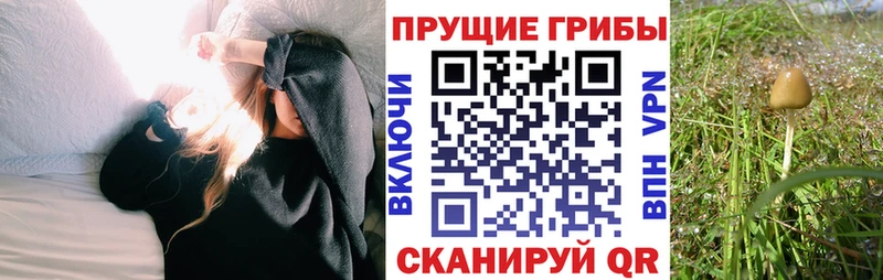 сколько стоит  Дюртюли  Псилоцибиновые грибы Psilocybine cubensis 
